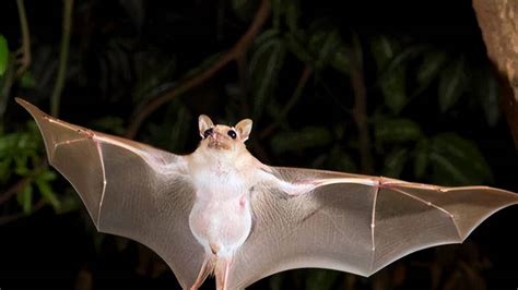 天德經詳解 為什麼蝙蝠會飛進家裡